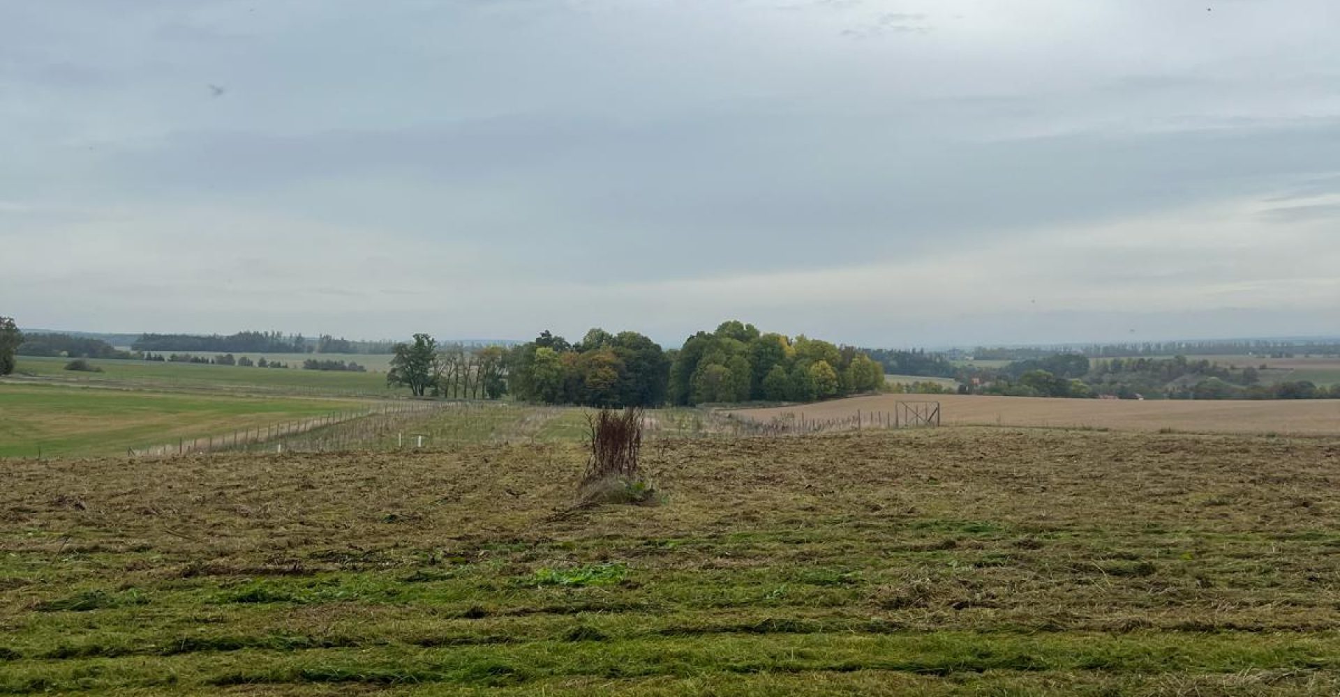 seceni-travy-6